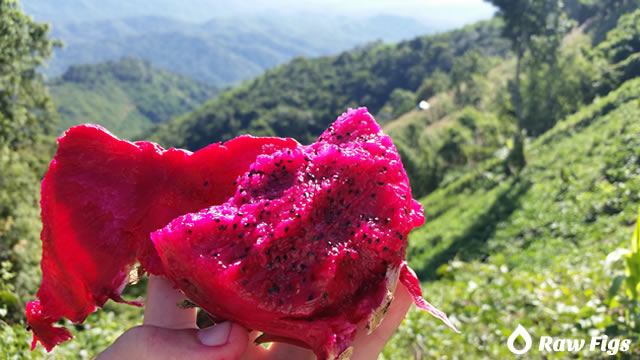 dragon-fruit-red1.jpg